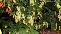 Bhut Jolokia (Ghost) White W Strain - Pepper Seeds - White Hot Peppers